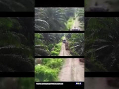 WEA18 TRAKTOR MINYAK SAWIT