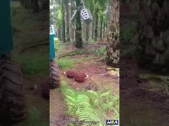 22HP Indonesia Traktor Kelapa Sawit Traktor Pertanian Mini Dengan Grapple